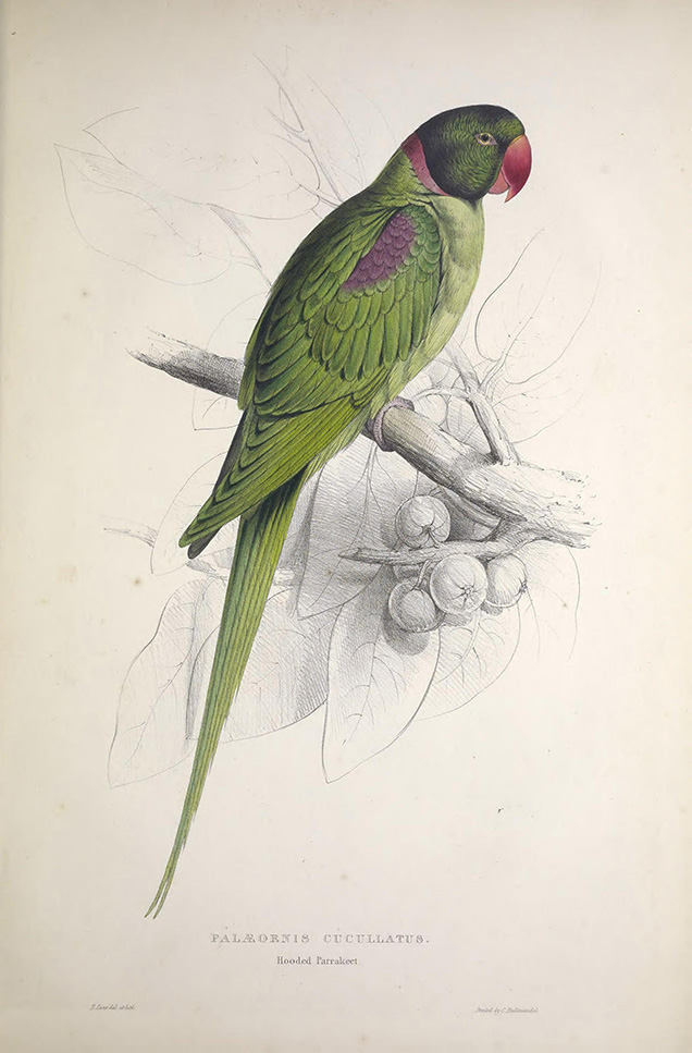 A print of Alexandrine Parakeet aka Hooded Parakeet by Edward Lear